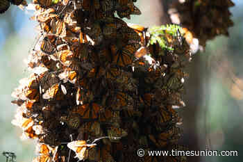 Conservationists rush to save monarch butterfly after Trump delays protections