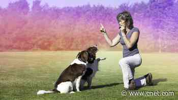 What Dog Trainers Really Think About These 5 Pet Tech Gadgets