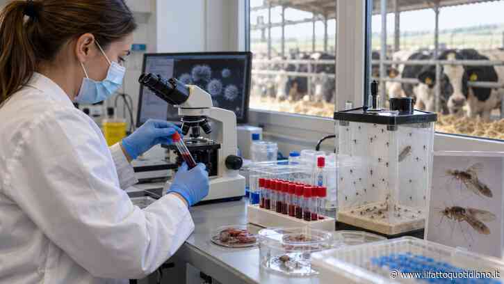 Virus Shamonda, l’Oms: “Improbabile un’ulteriore diffusione nell’uomo”. Cosa sappiamo del patogeno