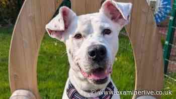 Sheffield's urgent adoption appeal as three 'happy' and 'gentle' pets search for forever homes