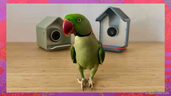 How good is Birdbuddys species ID feature? I put it to the test with my exotic parrot.