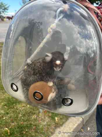 Marmoset sale in Buffalo is latest example of social media fueling smuggling of exotic animals, DEC says