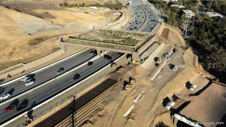 World’s largest wildlife crossing nears completion in California