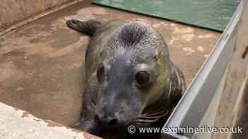 RSPCA warning for Yorkshire as five seals rescued