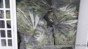 Police smash cannabis factory in Tile Hill as 100 plants seized