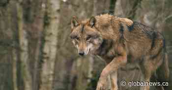 Wolf attack in northern Saskatchewan injures contractor