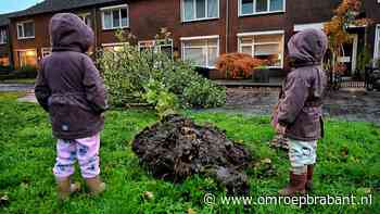 LIVE Storm Austen | Afgebroken takken op daken • kinderen nemen schade op