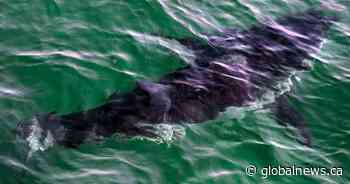 Man charged with animal cruelty after illegally capturing great white shark