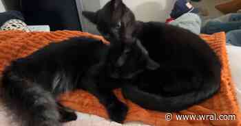 ENC rescue pauses black cat adoptions ahead of Halloween
