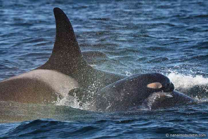 New calf born to B.C. endangered orca who carried dead newborn for 17 days
