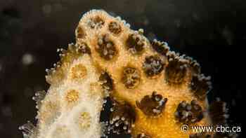 Scientists put a dying coral next to a healthy one — and watched it heal before their eyes