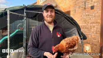 Retired hens seek new homes as adoption appeal takes off