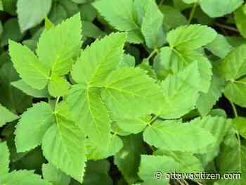 In the garden: Goutweed earns menace moniker