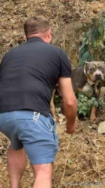 Adult Pittie Tied To A Tree Next To Freeway Finally Learns To Play | The Dodo