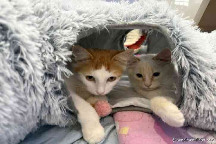 Bald Range wildfire victims, BC SPCA plead for more pet-friendly housing