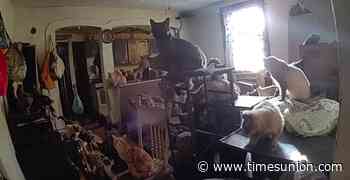 Two charged after over 100 cats rescued from Catskill apartment