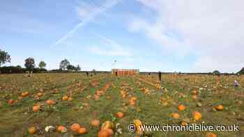 Storm Boelo forces popular Northumberland pumpkin patch to close on Sunday