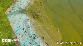 Could experts have a solution to toxic algae?