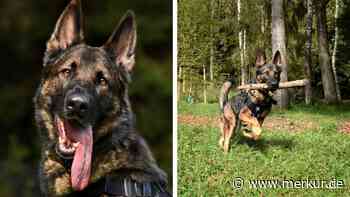 Auf eBay gekauft und aus Überforderung sofort abgegeben: Schäferhund sucht neues Zuhause