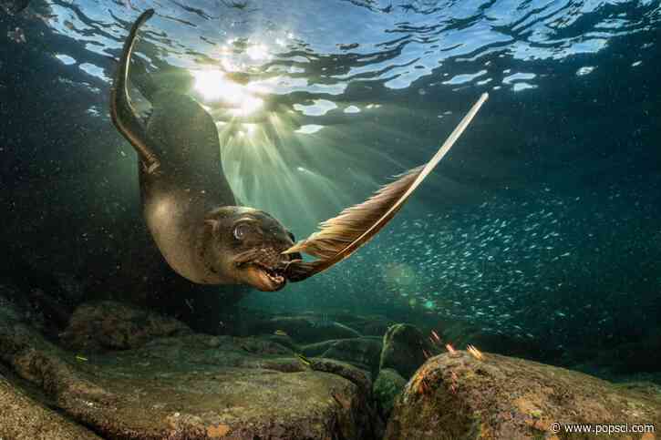 12 striking images from European Wildlife Photographer of the Year 2026