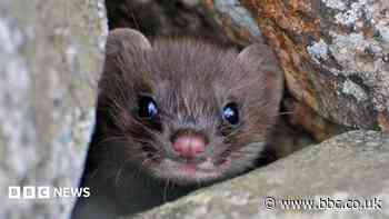 Orkney island's second recorded stoat trapped and killed