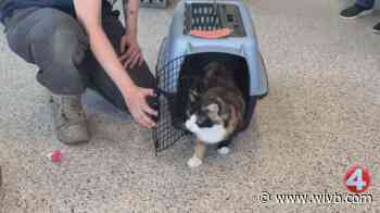 Ten Lives Club takes in cats from overwhelmed city shelter