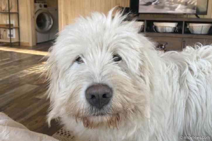 Williams Lake woman calling for action after family dog killed in baited snare