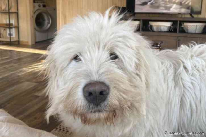 Williams Lake woman calling for action after family dog killed in baited snare