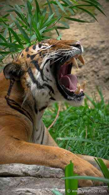 Tiger Slow-mo Roar 🐅