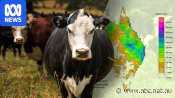 Cattle prices hit 'a new gear' as rain tumbles down