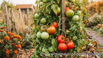 Tomaten vor dem Frost retten: So reifen grüne Früchte perfekt nach