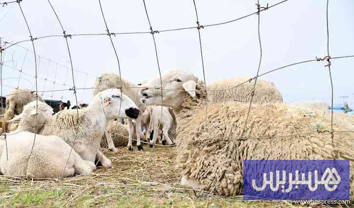 مربو الماشية يأملون تحفيزات جديدة لإنعاش الإنتاج الوطني من اللحوم