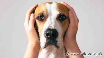 Pooch playlist bringing peace to pets facing firework hell