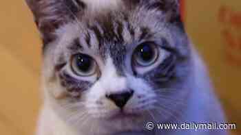 The secret to happiness? Cats! Owners who spend more time close to their felines have more positive moods, study finds