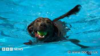 'Dogs only swimming pool' and 'wobbly socials'