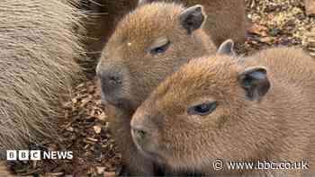 Quadruplet capybaras born at wildlife park
