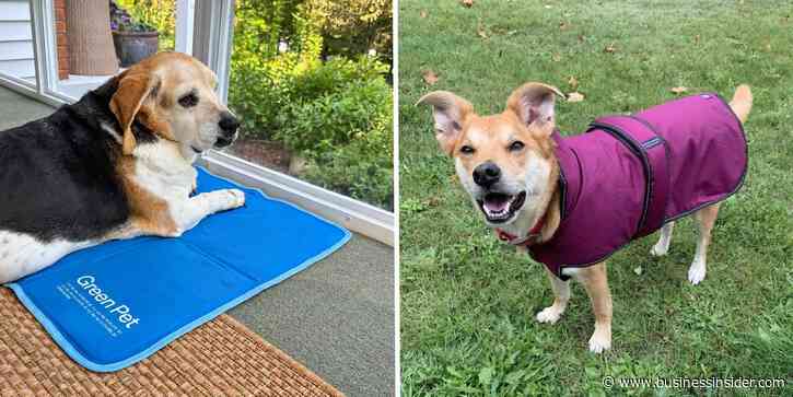 The best affordable dog essentials of 2026, according to our pet gear testers