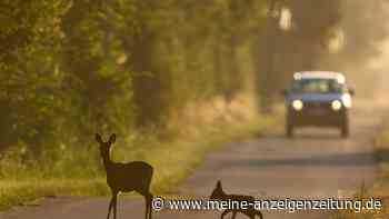 Wildwechsel im Herbst: Dieser Fehler am Steuer kann Autofahrer das Leben kosten