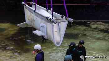 The Marineland belugas keep dying. Was it a mistake to move them?