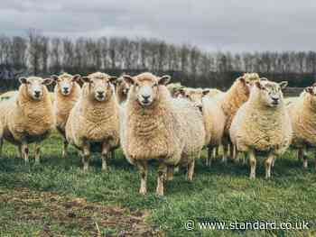 Man arrested by London police over 'scam' claims that 650 sheep were stolen