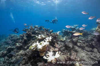 Most shallow coral reefs critically endangered, experts say