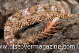 This Unusual-Looking Snake Has a Fake Spider on its Tail, Using It to Catch Prey