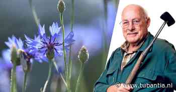 Nu de grond nog warm is, kun je prima korenbloemen en klaprozen zaaien