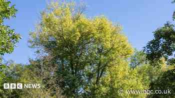 Project to restore rare native trees with DNA testing