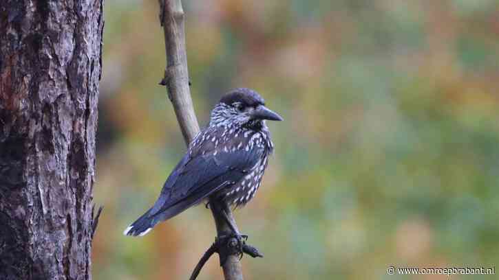Siberische notenkraker vliegt rond in Brabant: 'Een diamant voor vogelaars'