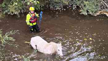 Firefighters wade into River Don to save pony stranded by the bank