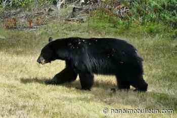 QUIZ: Watching out for bears