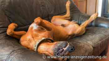 Bauch zeigen beim Hund: Es ist nicht immer ein Zeichen von Liebe