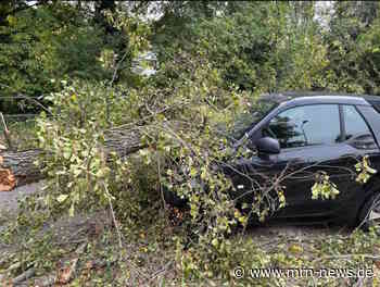 Weinheim – 12 Meter langer Baum begräbt Auto: Fahrerin unverletzt