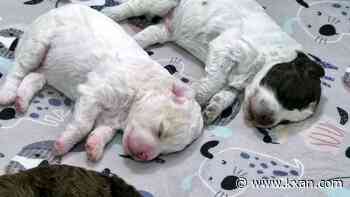 Need a smile? Livestream features 6 newborn puppies all day long